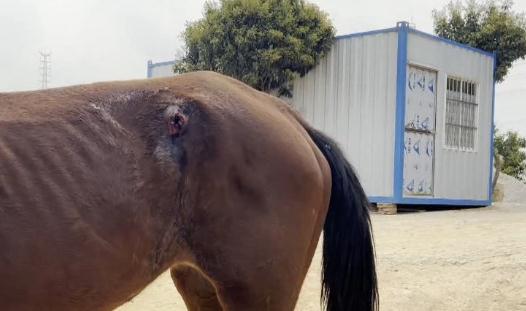 男子路上“策马奔腾”,潇洒一回代价太大 男子路上“策马奔腾”,潇洒一回代价太大