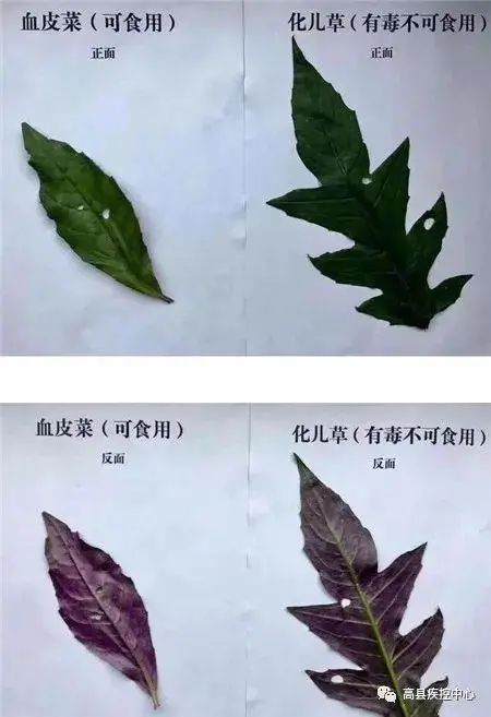 警惕！一家6口扫完墓集体中毒