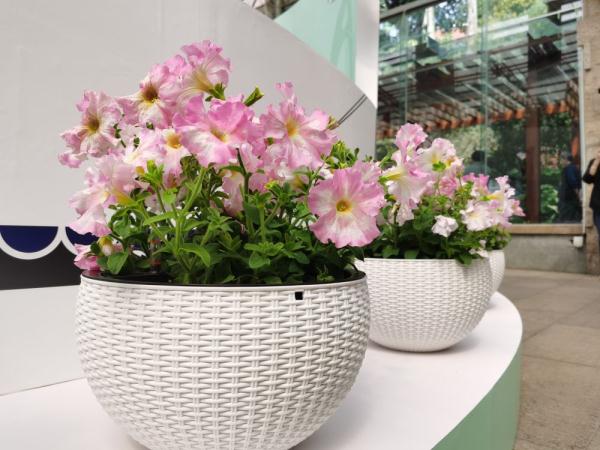 2023年广州新优花卉品种展示会开幕 26个新品种全球首发