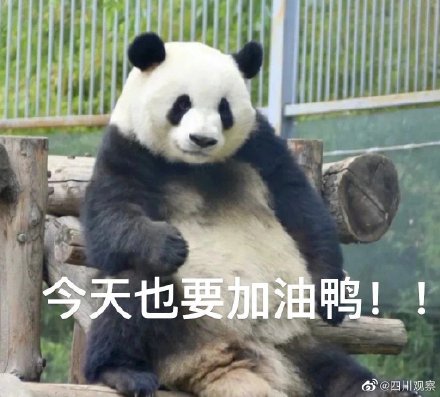 萌兰再现经典一字马