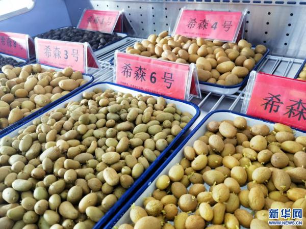 央媒聚焦内蒙古｜马铃薯小镇里的“中国芯”