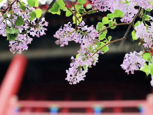 4月10日起，沈阳故宫周一不闭馆啦