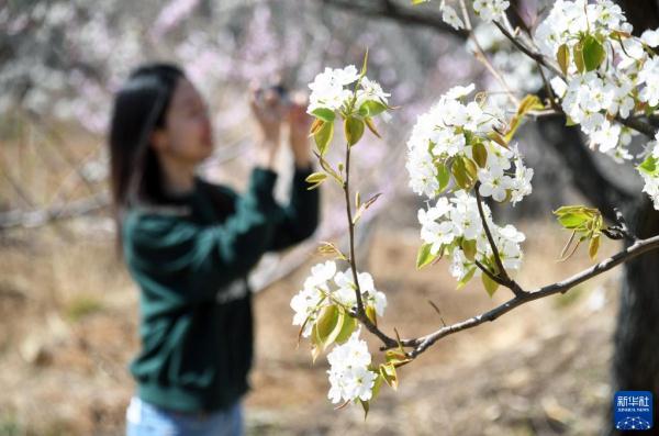 北京平谷：梨花绽放迎客来