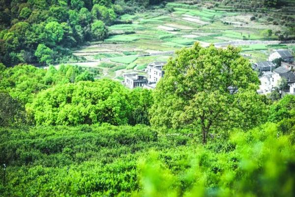 又要降价了！一夜跌破每斤500元