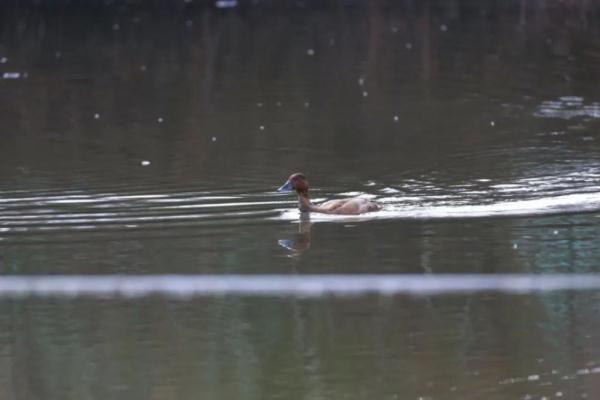 我们身边的这些“珍稀动物”,你了解多少? 我们身边的这些“珍稀动物”,你了解多少?