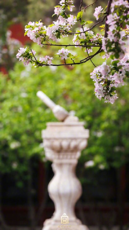 落英缤纷！故宫春天里下起了海棠花雨