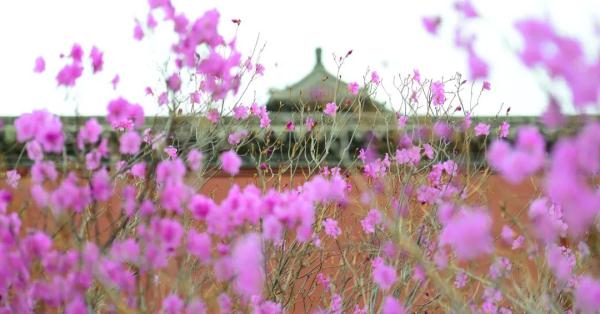 4月10日起，沈阳故宫周一不闭馆啦