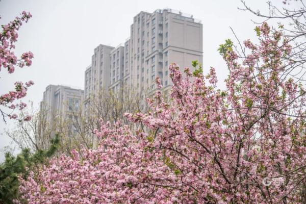 青岛上空“白龙”出没？超多美图上新，来看→