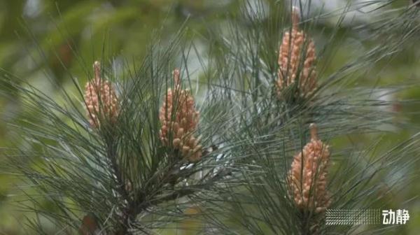 贵阳黄色粉尘“泛滥” !到底是个啥? 贵阳黄色粉尘“泛滥” !到底是个啥?