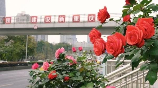 重庆树状月季今年首轮开花，将“循环”爆花到11月