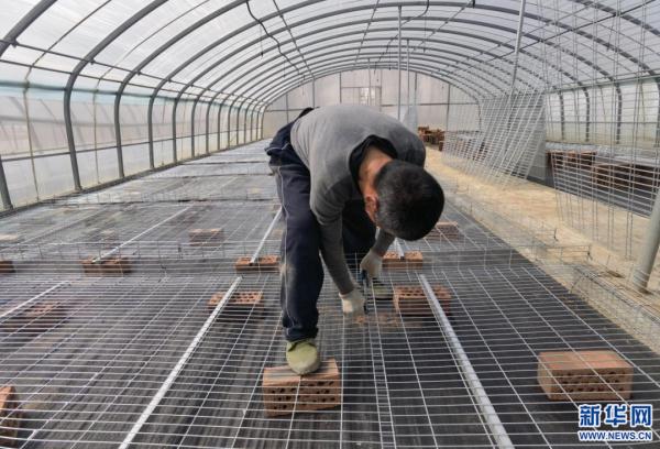 央媒聚焦内蒙古｜马铃薯小镇里的“中国芯”