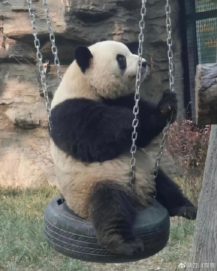 萌兰再现经典一字马