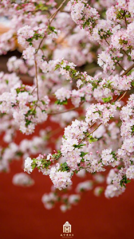 落英缤纷！故宫春天里下起了海棠花雨