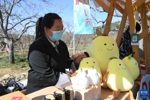 北京平谷：梨花绽放迎客来