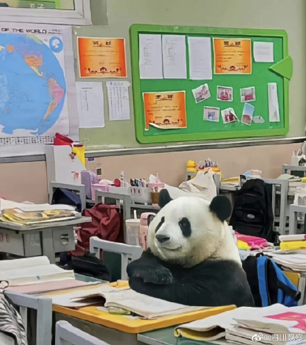萌兰再现经典一字马