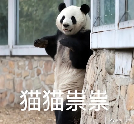 萌兰再现经典一字马