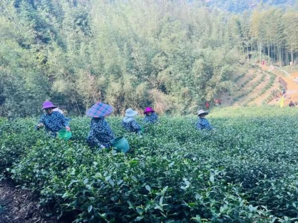 又要降价了！一夜跌破每斤500元