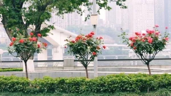 重庆树状月季今年首轮开花，将“循环”爆花到11月