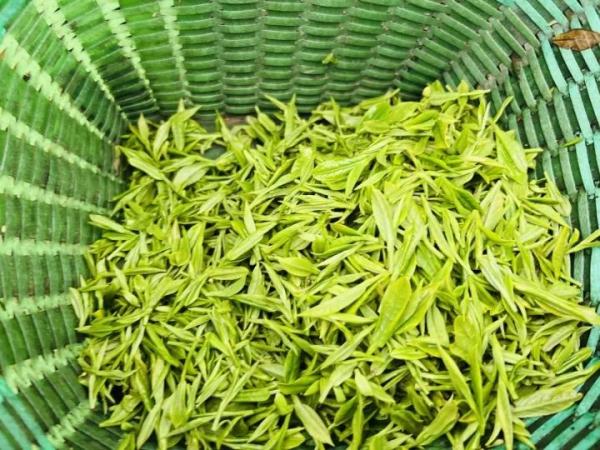又要降价了！一夜跌破每斤500元