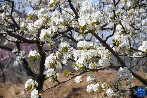 北京平谷：梨花绽放迎客来