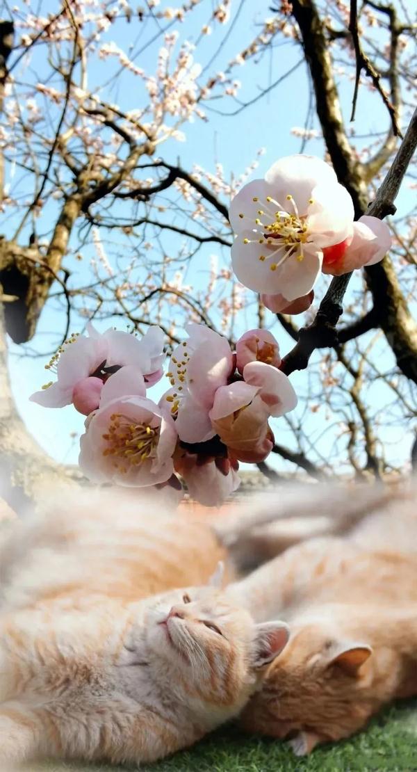 4月10日起，沈阳故宫周一不闭馆啦
