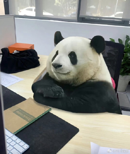 萌兰再现经典一字马