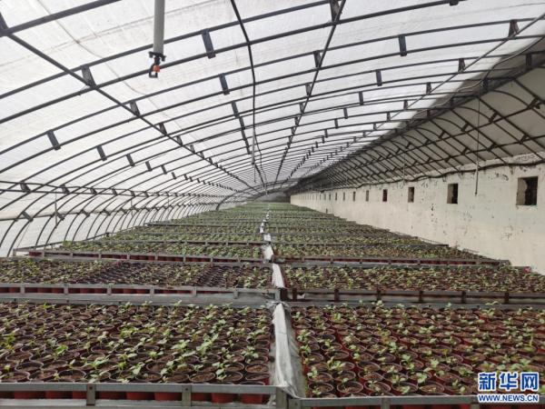 央媒聚焦内蒙古｜马铃薯小镇里的“中国芯”