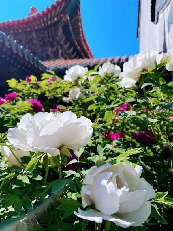 4月10日起，沈阳故宫周一不闭馆啦