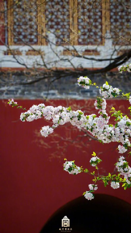 落英缤纷！故宫春天里下起了海棠花雨