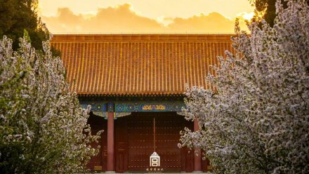 落英缤纷！故宫春天里下起了海棠花雨