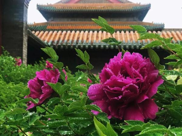 4月10日起，沈阳故宫周一不闭馆啦