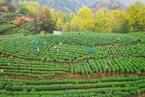 又要降价了！一夜跌破每斤500元