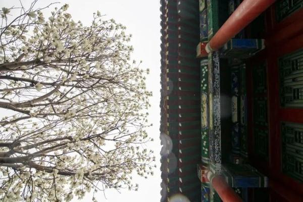 4月10日起，沈阳故宫周一不闭馆啦