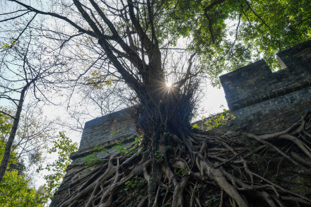 明城墙与大榕树双伴双生