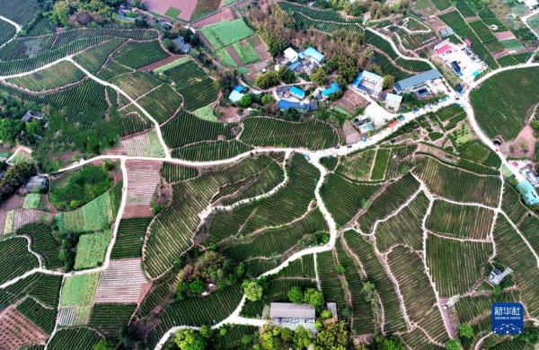 四川仁寿:荒山变花海 村美人致富 四川仁寿:荒山变花海 村美人致富