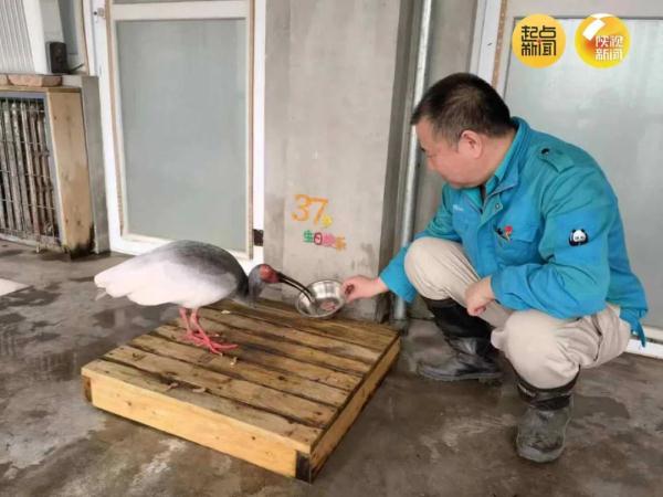 破纪录！全球最长寿朱鹮平平37岁啦！