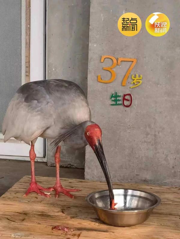 破纪录！全球最长寿朱鹮平平37岁啦！