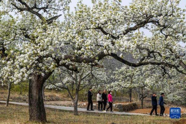 春和景明享春光