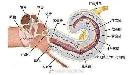 哪些危险因素会导致噪声性聋? 哪些危险因素会导致噪声性聋?