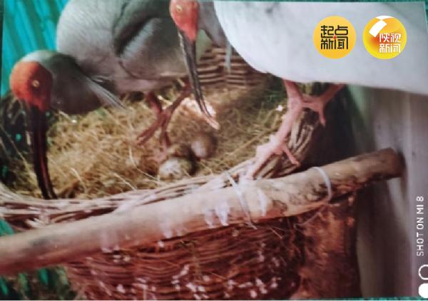 破纪录！全球最长寿朱鹮平平37岁啦！