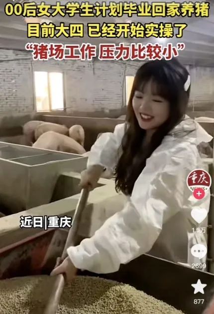 “毕业后，我养了一头猪......”