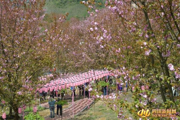 最美四月天 汶川漩口赵公山千亩樱花等你来看