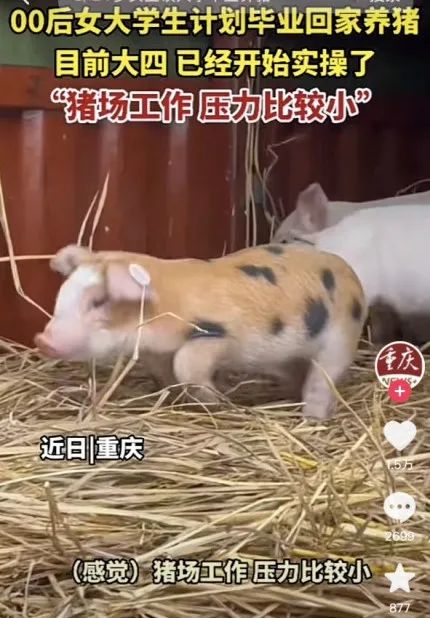 “毕业后，我养了一头猪......”