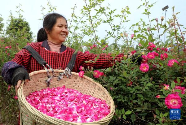 四川仁寿:荒山变花海 村美人致富 四川仁寿:荒山变花海 村美人致富