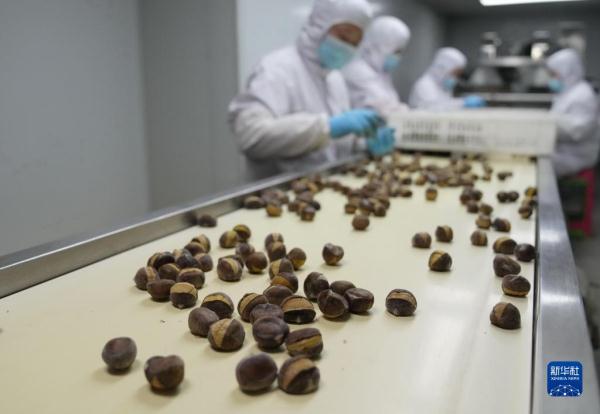 河北青龙：延伸板栗产业链助农增收