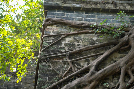 明城墙与大榕树双伴双生