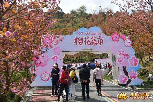 最美四月天 汶川漩口赵公山千亩樱花等你来看