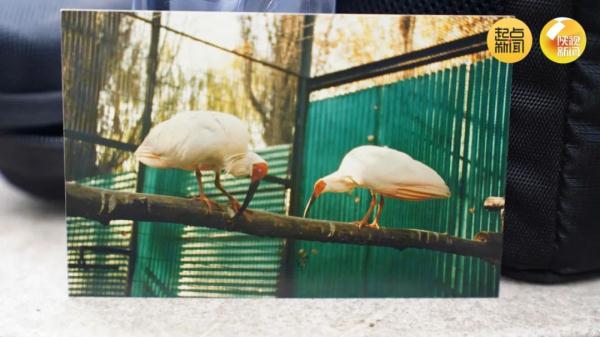 破纪录！全球最长寿朱鹮平平37岁啦！