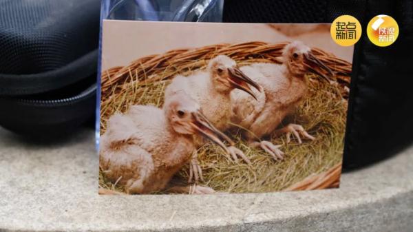 破纪录！全球最长寿朱鹮平平37岁啦！