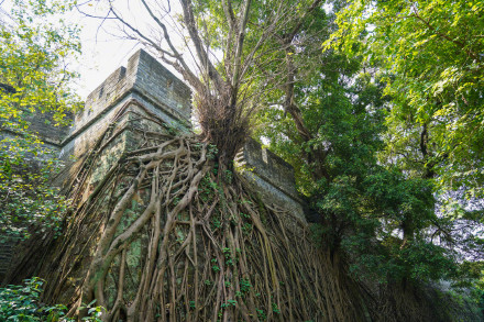 明城墙与大榕树双伴双生